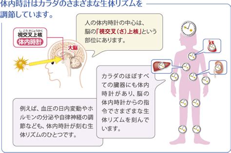 視交叉城郭|時間差を捉える哺乳類体内時計中枢